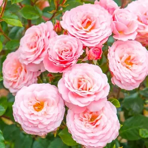 Róża floribunda różowa