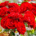 Róża floribunda czerwona