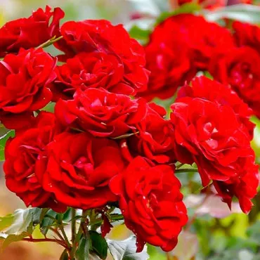 Róża floribunda czerwona