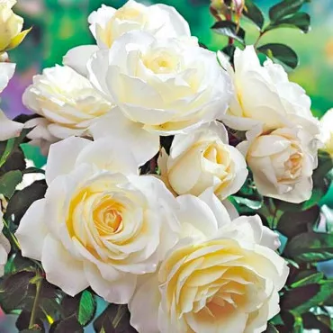 Róża floribunda biała