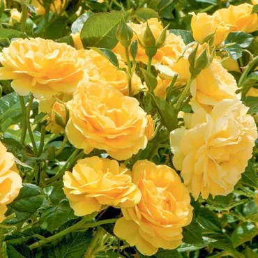 Róża floribunda żółta