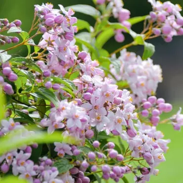 Żylistek mieszańcowy Mont Rose