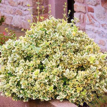 Trzmielina Emerald Gold