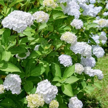 Hortensja ogrodowa Soeur Therese