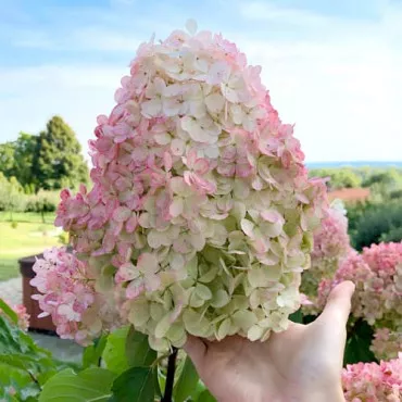 Hortensja Vanilla Fraise