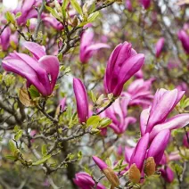 Magnolia George Henry Kern
