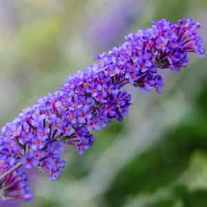 Budleja Dawida Nanho Blue