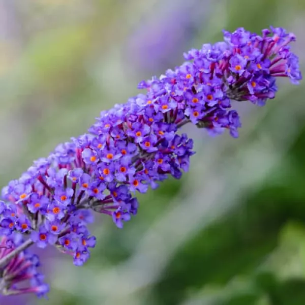 Budleja Dawida Nanho Blue
