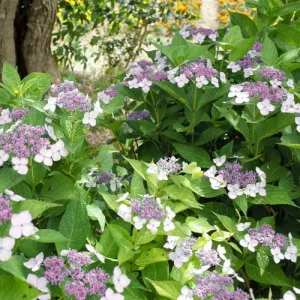 Hortensja ogrodowa Libelle