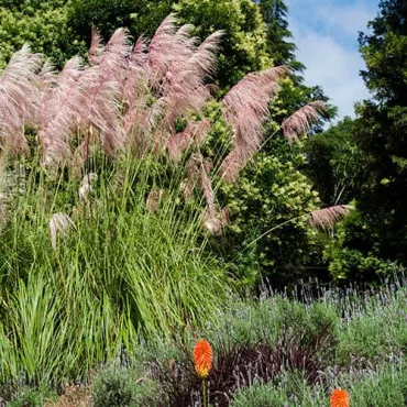 Trawa pampasowa Pink Feather
