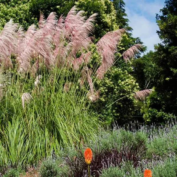 Trawa pampasowa Pink Feather