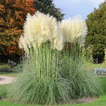 Trawa pampasowa White Feather