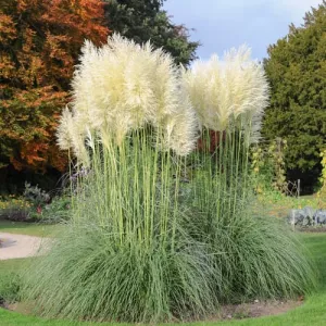 Trawa pampasowa White Feather