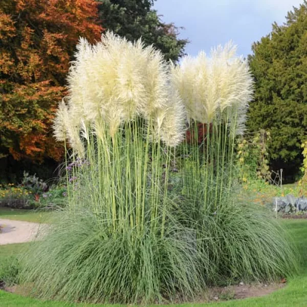 Trawa pampasowa White Feather