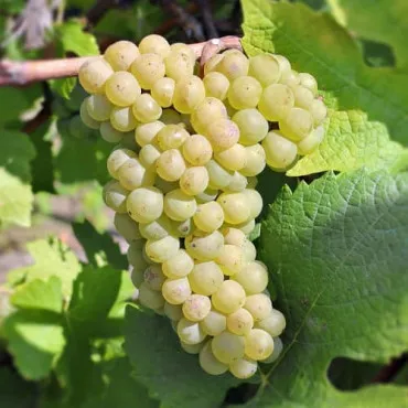 Winogrona Pinot Blanc
