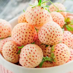 Truskawka Ananas