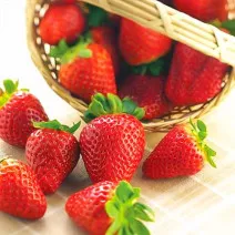 Truskawka Albion