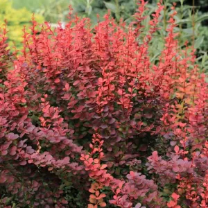 Berberys japoński Atropurpurea