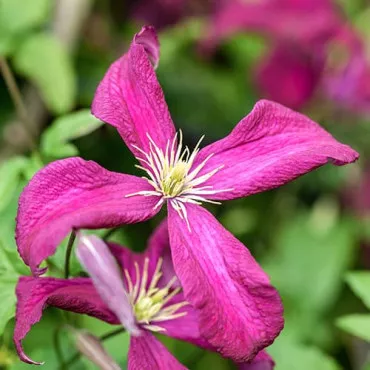 Powojnik Rubra
