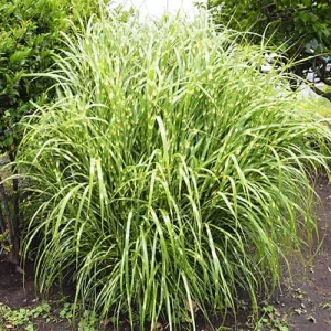 Miskant Zebrinus