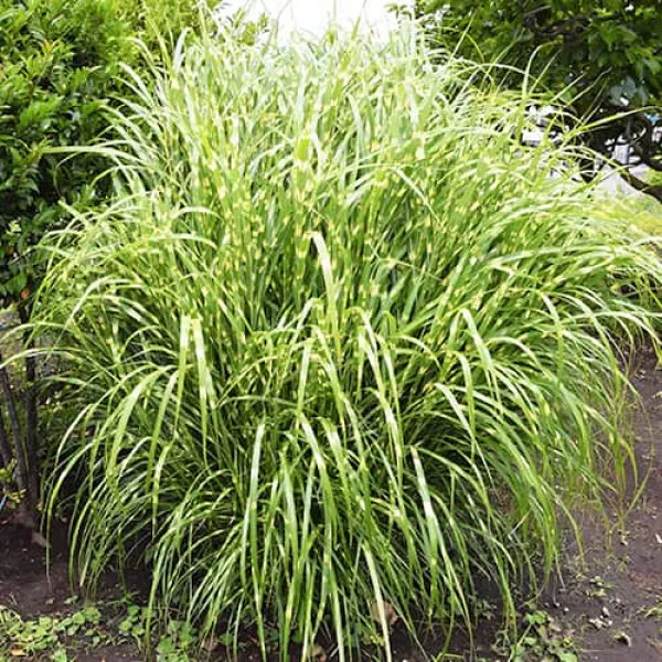 Miskant Zebrinus