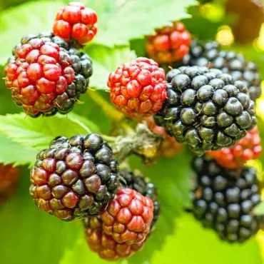 Jeżyna Tricolor
