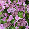Hortensja ogrodowa Mariesii Perfecta