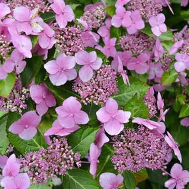 Hortensja ogrodowa Mariesii Perfecta