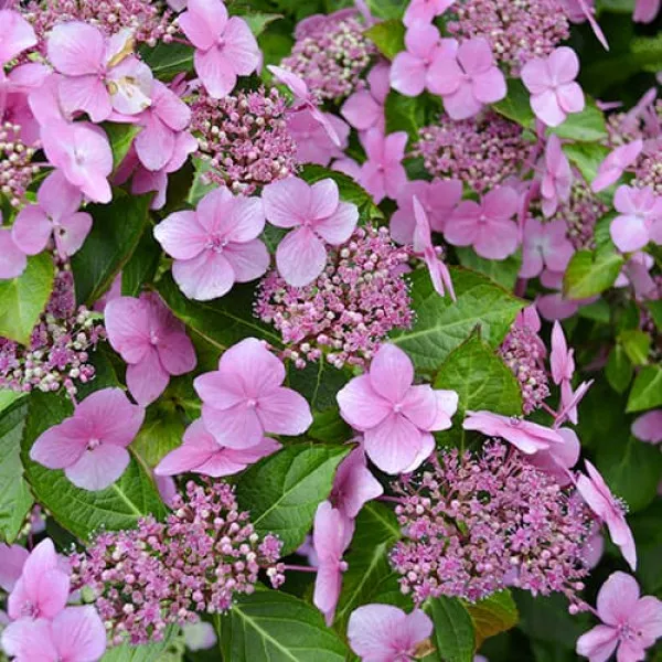 Hortensja ogrodowa Mariesii Perfecta