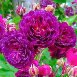 Róża floribunda Fiołek