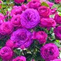 Róża floribunda ciemnoróżowa