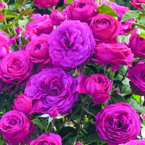 Róża floribunda ciemnoróżowa