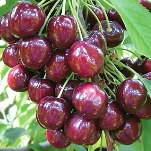 Czereśnia Sabrina