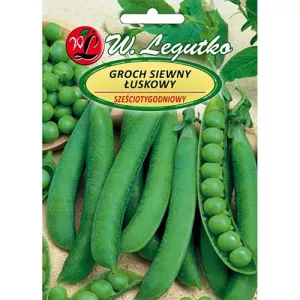 Groszek 6 tygodniowy