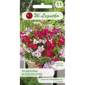 Pelargonia bluszczolistna