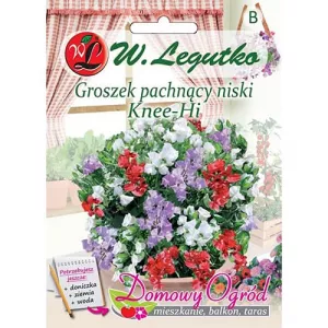 Groszek pachnący niski