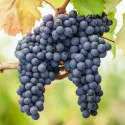 Sadzonka winorośli Pinot Noir
