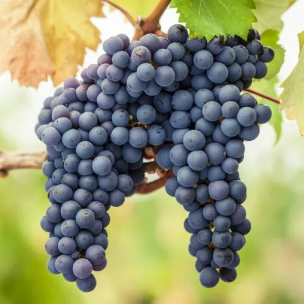 Sadzonka winorośli Pinot Noir