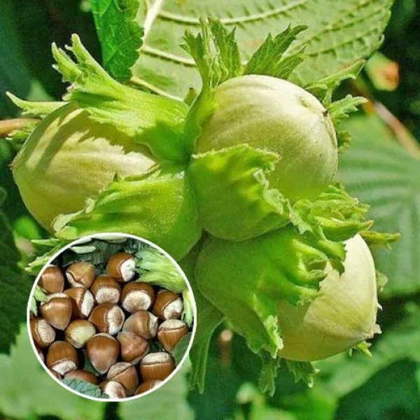 Orzech laskowy Barcelonski