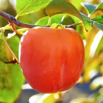 Kaki aklimatyzowane