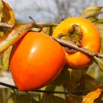 Kaki Jiro aklimatyzowane