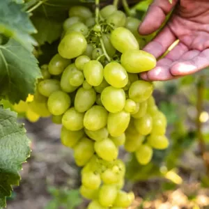 Winogrono Arkadia 