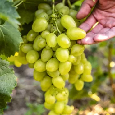 Winogrono Arkadia 