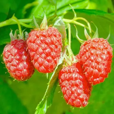 Malinojeżyna Loganberry