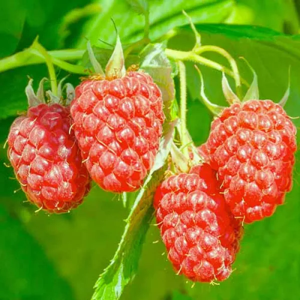 Malinojeżyna Loganberry