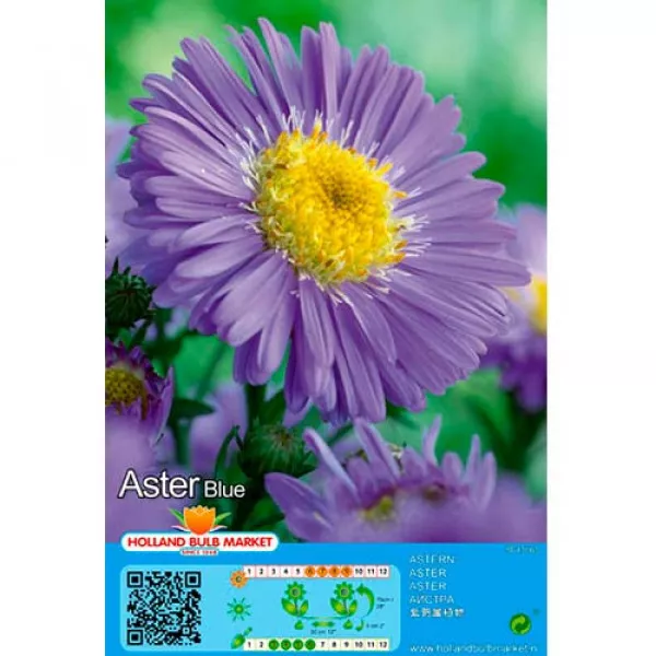 Aster Blue
