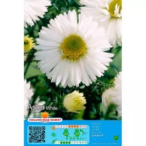 Aster biały