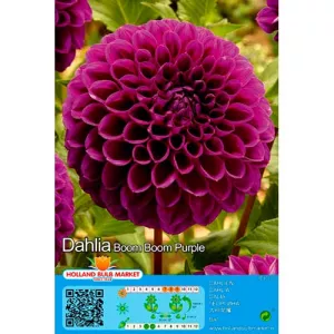 Dalia kulista Boom Boom Purple