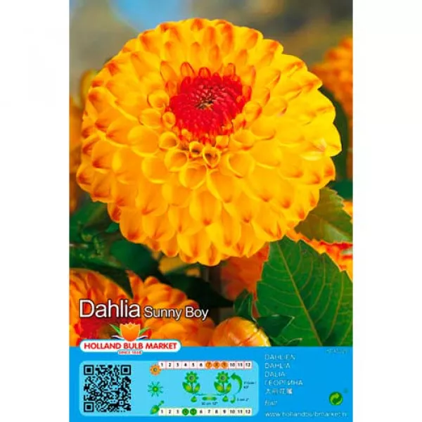 Dalia kulista Sunny Boy Dalia kulista Sunny Boy