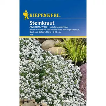 Smagliczka Alyssum